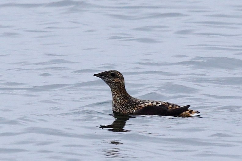 На Командорах впервые зарегистрировали один из редчайших видов морских птиц